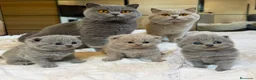 Británico de Pelo Corto Azul gatos en venta: Cachorro British Shorthair  - Anuncio 2