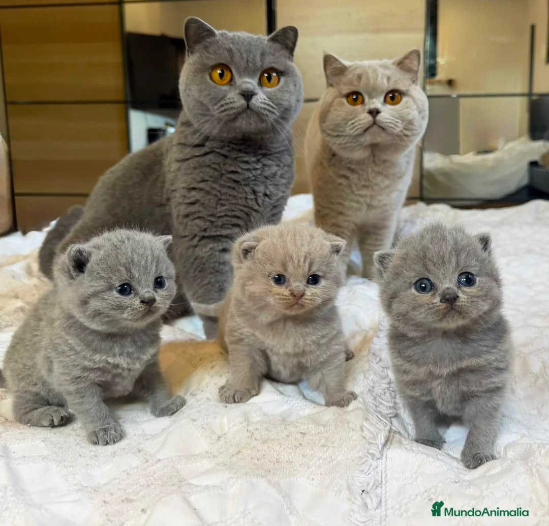 Británico de Pelo Corto Azul gatos en venta: Cachorro British Shorthair  - Anuncio 2