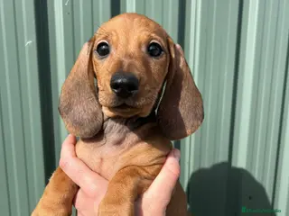 Teckel Miniatura perros Teckel rojo en Barcelona - Anuncio 3