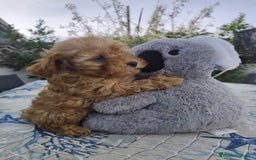 Caniche Toy perros en venta: Caniche toy  - Imagen 1