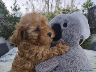 Caniche Toy perros - Anuncio 5