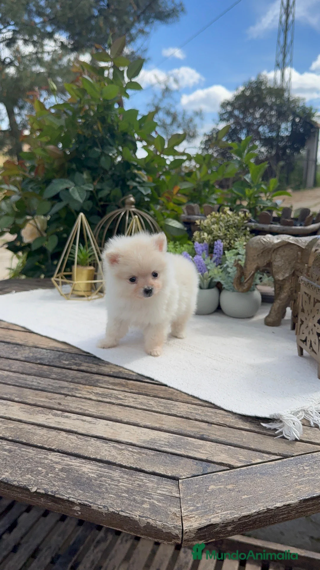 Pomerania perros en venta: Pomerania línea americana super toy - Anuncio 2