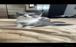 Británico de Pelo Corto gatos en venta: Cachorro british bicolor azul - Imagen 4