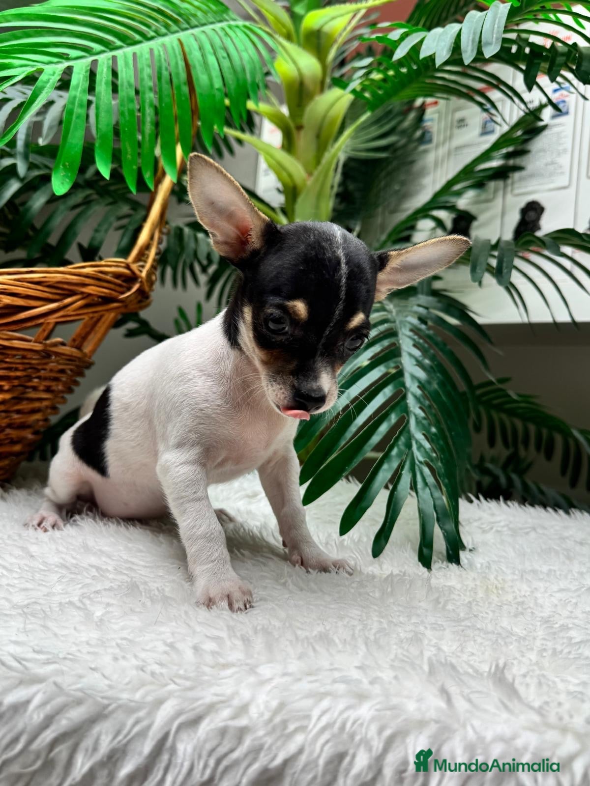 Chihuahua perros 🐾 CHIHUAHUA HEMBRA 🐾 - Anuncio 1