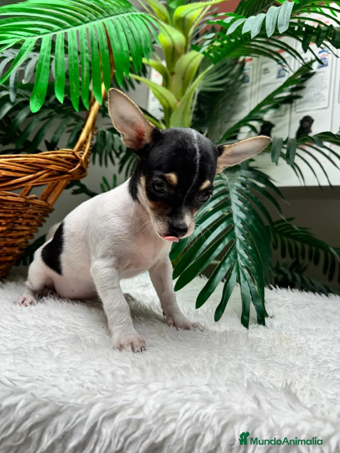 Chihuahua perros en venta: 🐾 CHIHUAHUA HEMBRA 🐾 - Anuncio 1