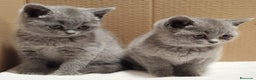 Británico de Pelo Corto gatos en venta: British Shorthair Preciosas - Anuncio 4