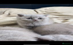Británico de Pelo Corto gatos en venta: Cachorros british lilac - Imagen 4