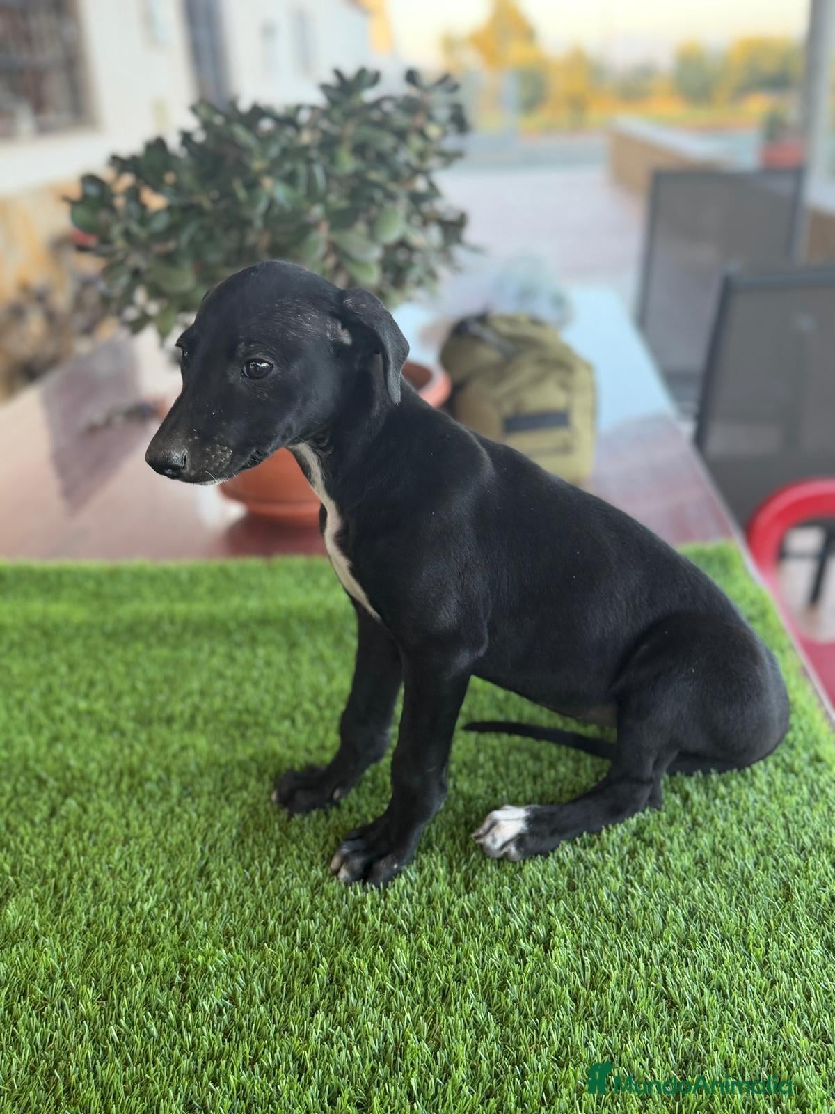Galgo Español perros GALGOS ESPAÑOLES - Anuncio 1