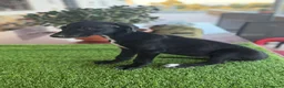 Galgo Español perros en venta: GALGOS ESPAÑOLES - Anuncio 1