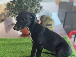 Galgo Español perros GALGOS ESPAÑOLES - Anuncio 2