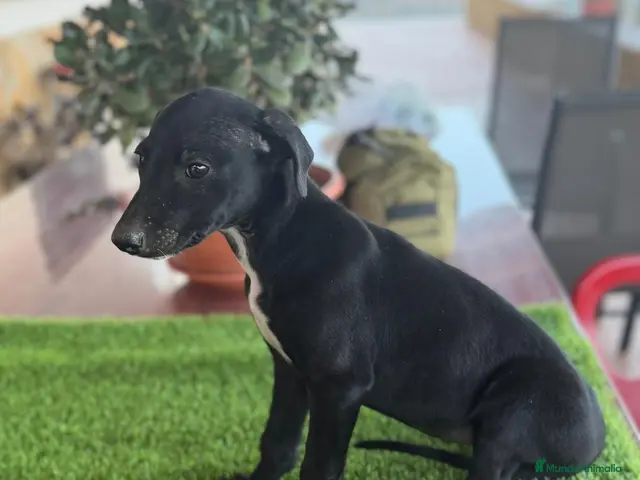 Galgo Español perros GALGOS ESPAÑOLES - Anuncio 1