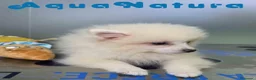 Pomerania perros en venta: Pomerania Macho de Grana y Pompom 8173 AQUANATURA - Anuncio 2