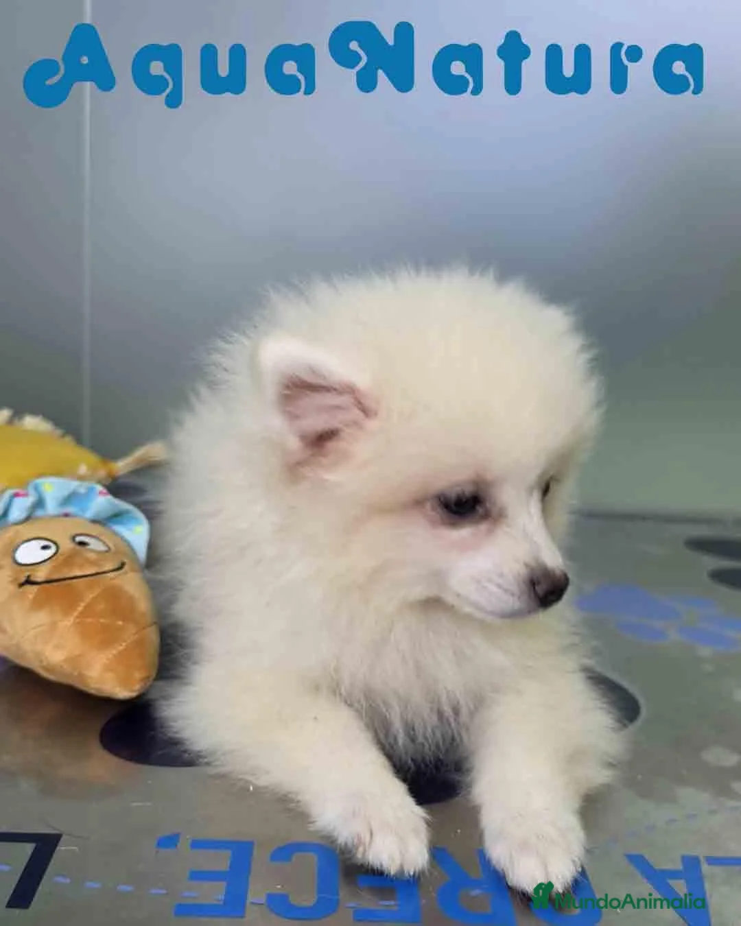 Pomerania perros en venta: Pomerania Macho de Grana y Pompom 8173 AQUANATURA - Anuncio 2