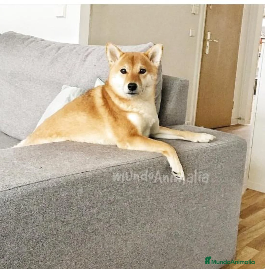 Imagen de galería {{count}}