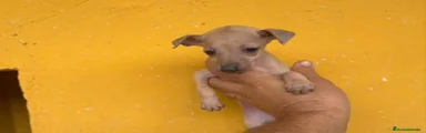 Pequeño Lebrel Italiano 4