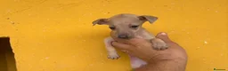 Pequeño Lebrel Italiano perros en venta: Cachorros Piccolo italiano  - Anuncio 4