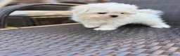 Bichón Maltés perros en venta: Bichon Maltés Mini listo para entregar !! - Anuncio 5