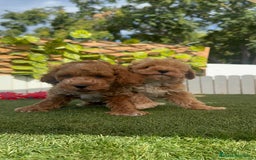 Caniche Toy perros en venta: CANICHE TOY MACHOS - Imagen 21
