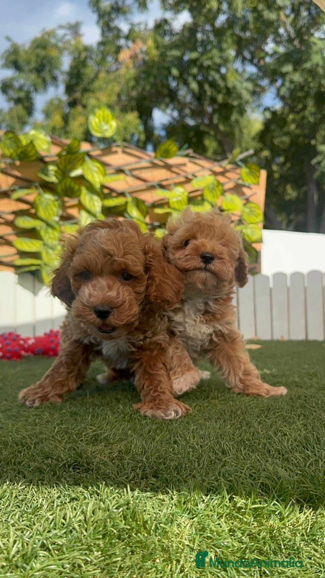 Caniche Toy perros en venta: CANICHE TOY MACHOS - Imagen 21