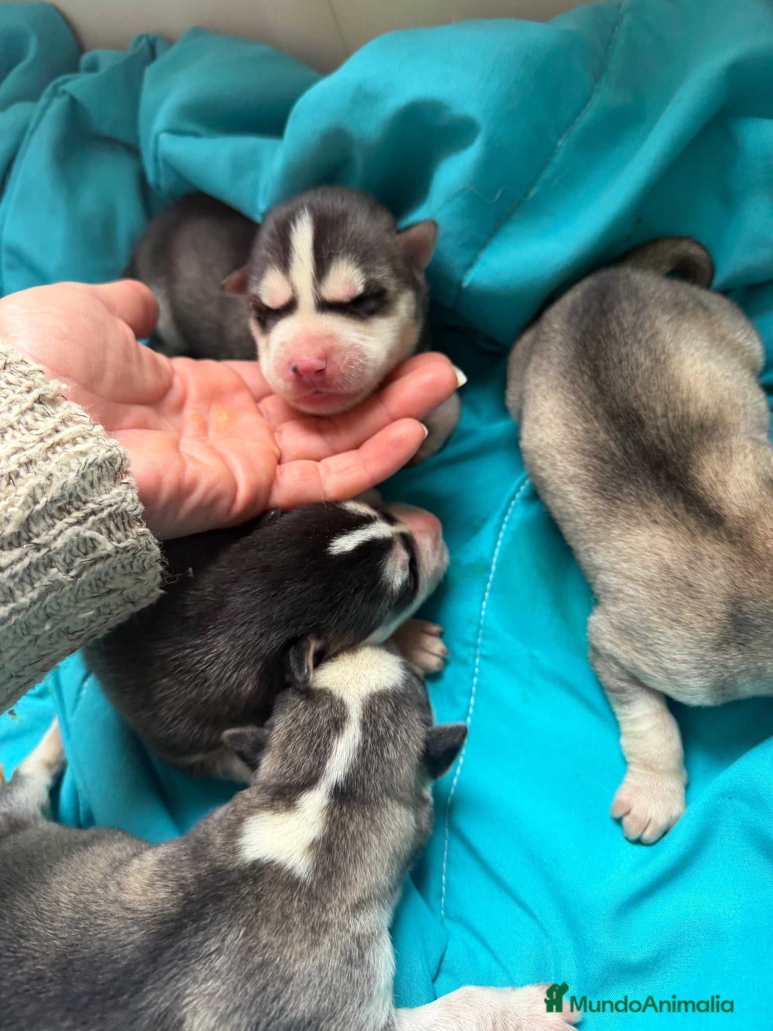 Husky Siberiano perros Husky - Anuncio 1