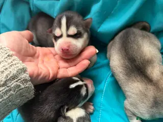 Husky Siberiano perros Husky - Anuncio 24