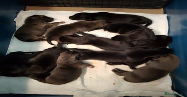 Dogo Alemán perros - Anuncio 11