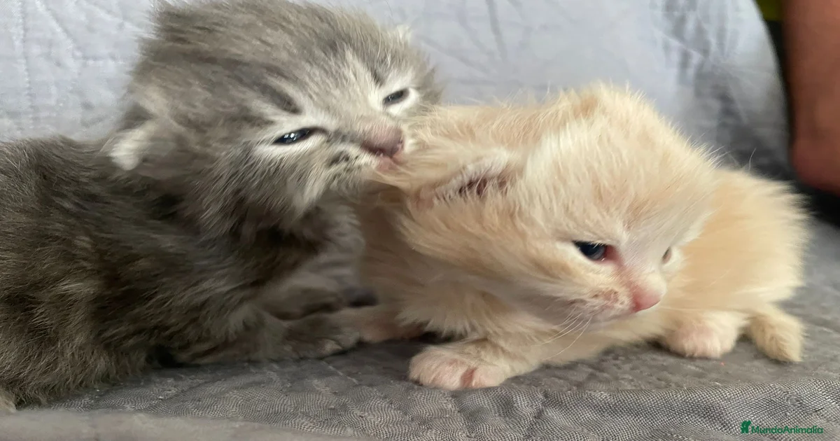 Angora Turco Gatos y gatitos en venta en Getafe, Madrid | MundoAnimalia