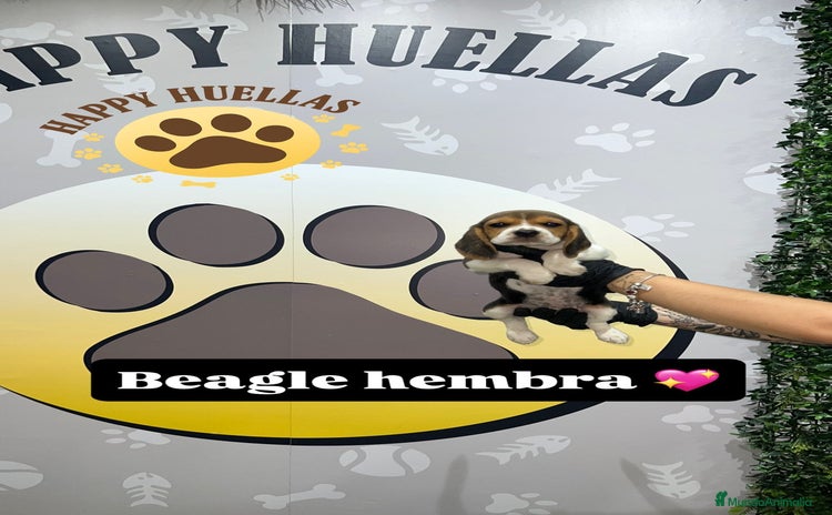 Beagle perros - Anuncio 1