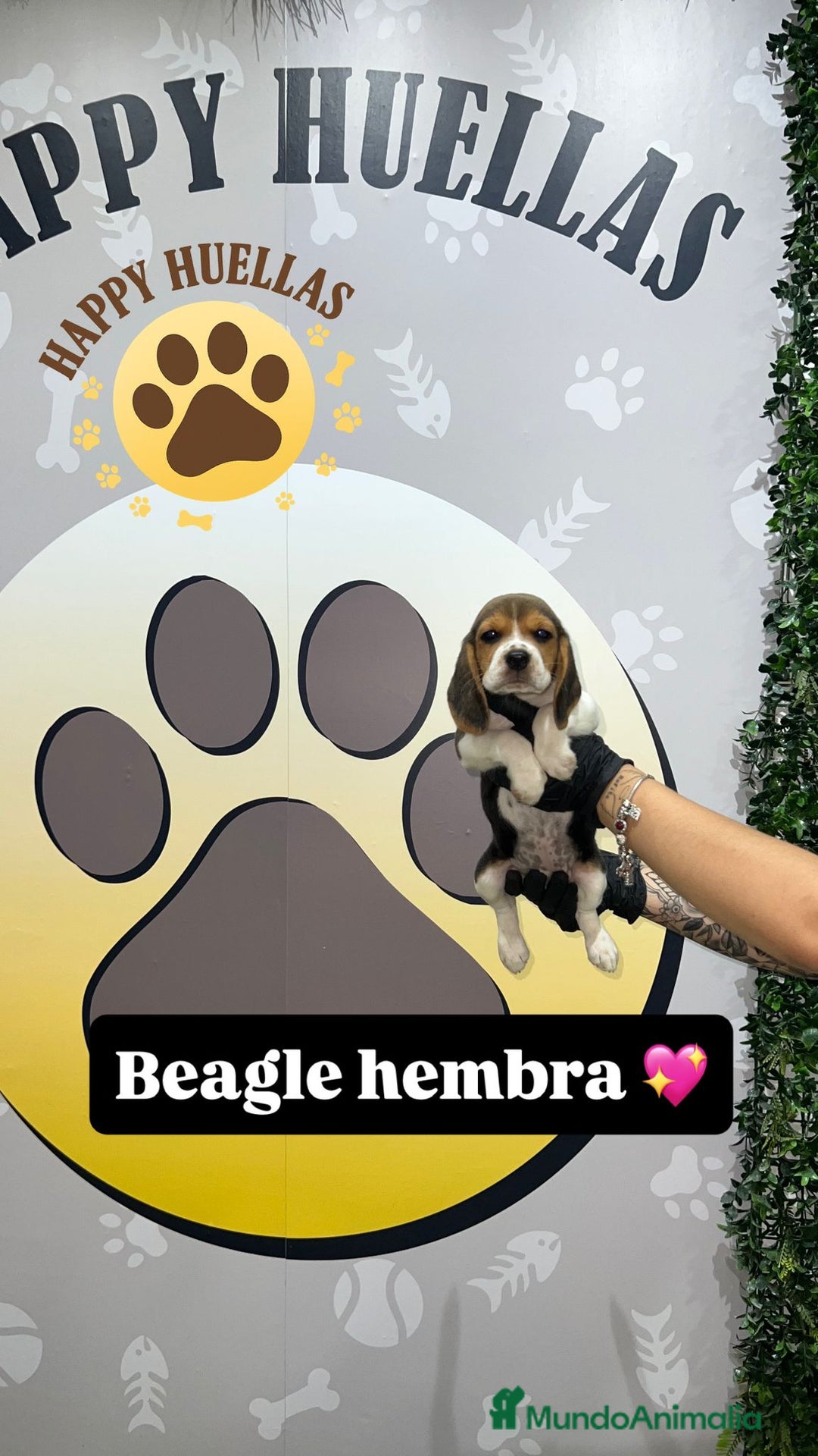 Beagle perros en venta: 🐶  Beagle 3 Meses,  Disponibles 🐶 - Imagen 1