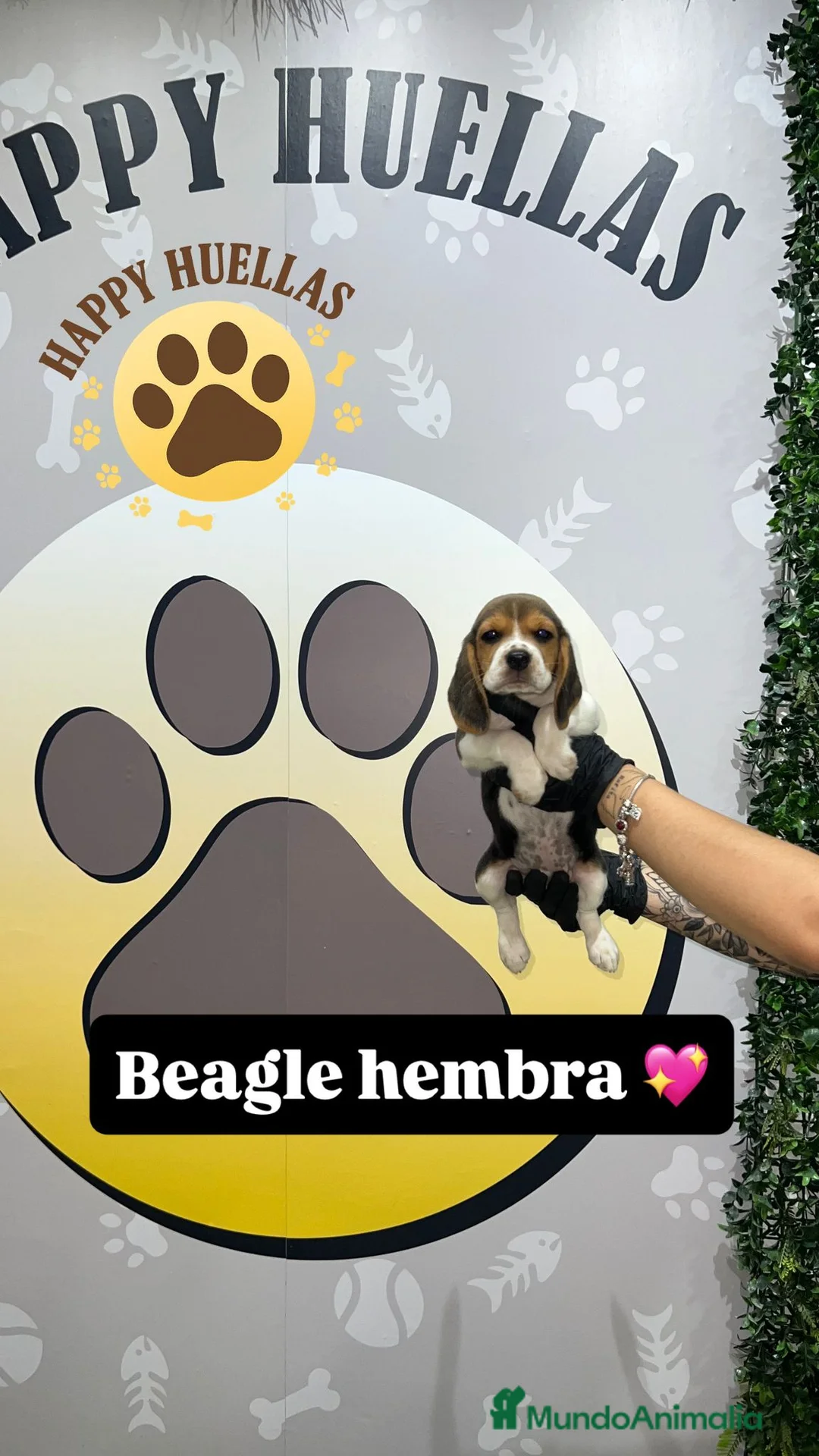 Beagle perros en venta: 🐶  Beagle 3 Meses,  Disponibles 🐶 - Anuncio 1