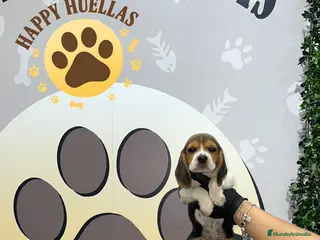 Beagle perros 🐶 Beagle 3 Meses, Disponibles 🐶 - Anuncio 8