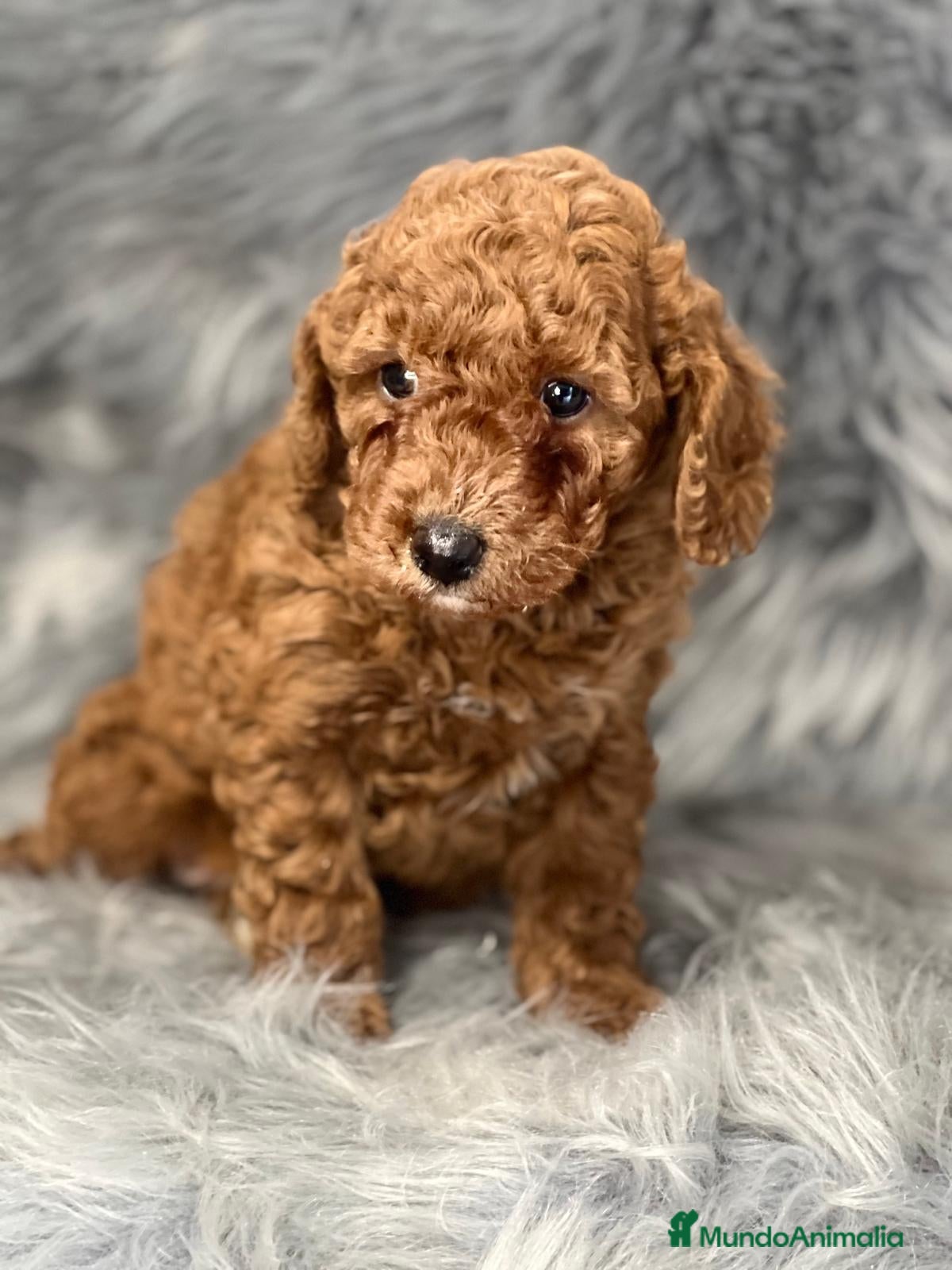 Caniche Enano perros Caniche rojo en Barcelona - Anuncio 2