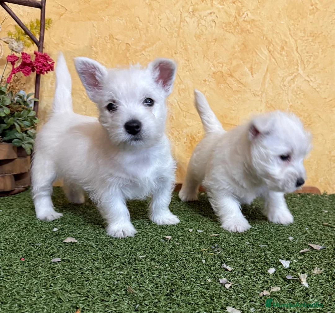 West Highland White Terrier perros en venta: Westys maravillosa raza  - Anuncio 7