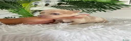 Chihuahua perros en venta: CHIHUAHUA  - Anuncio 11