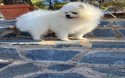 Pomerania perros en venta: Pomerania hembra disponible !! - Imagen 5