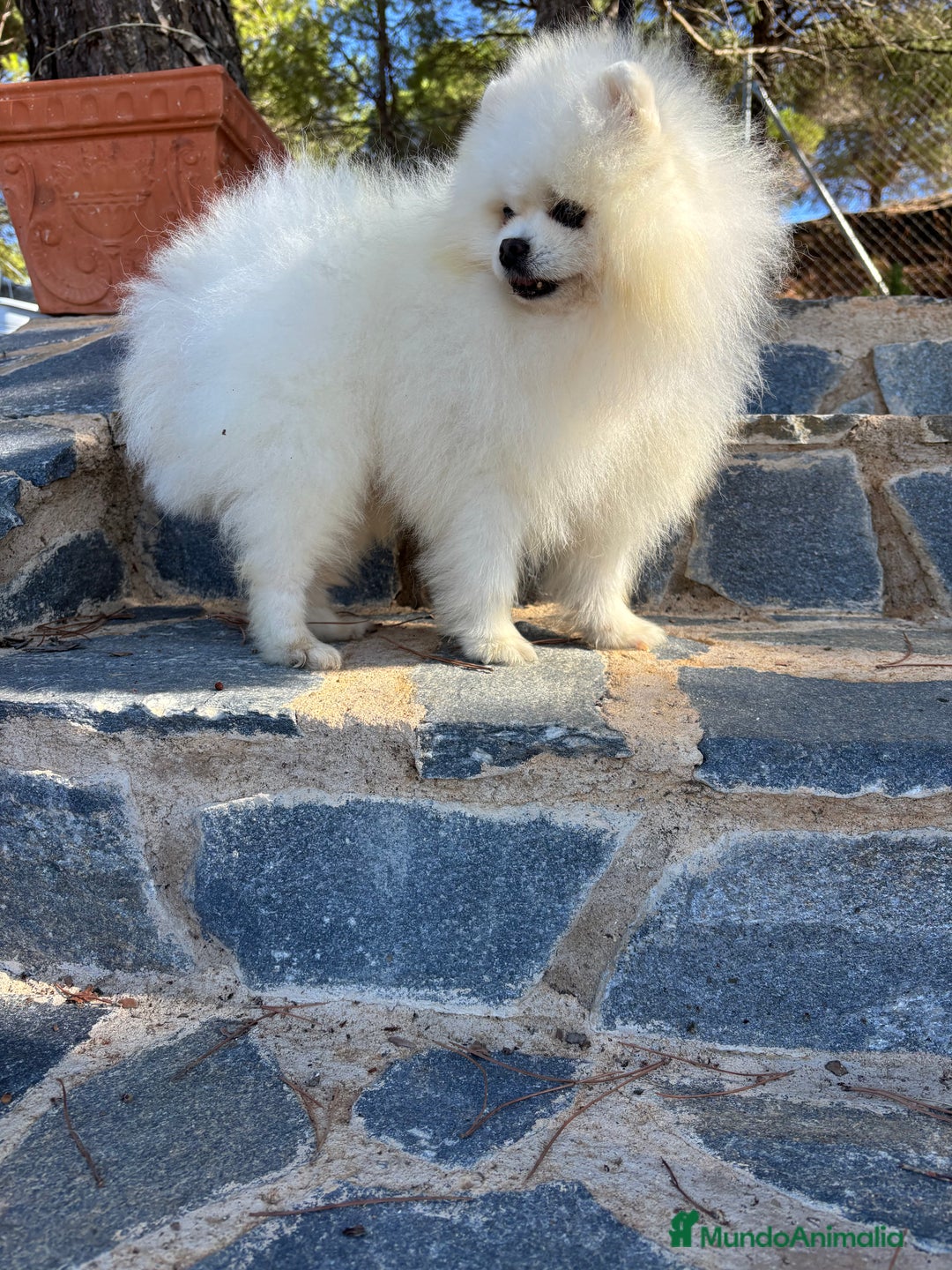 Pomerania perros en venta: Pomerania hembra disponible !! - Imagen 5