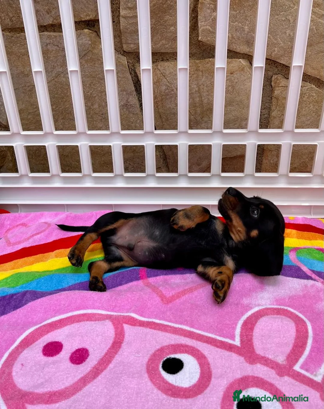 Teckel perros en venta: Teckel - Anuncio 2