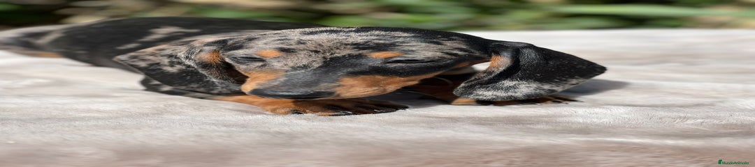 Teckel Cachorro 1