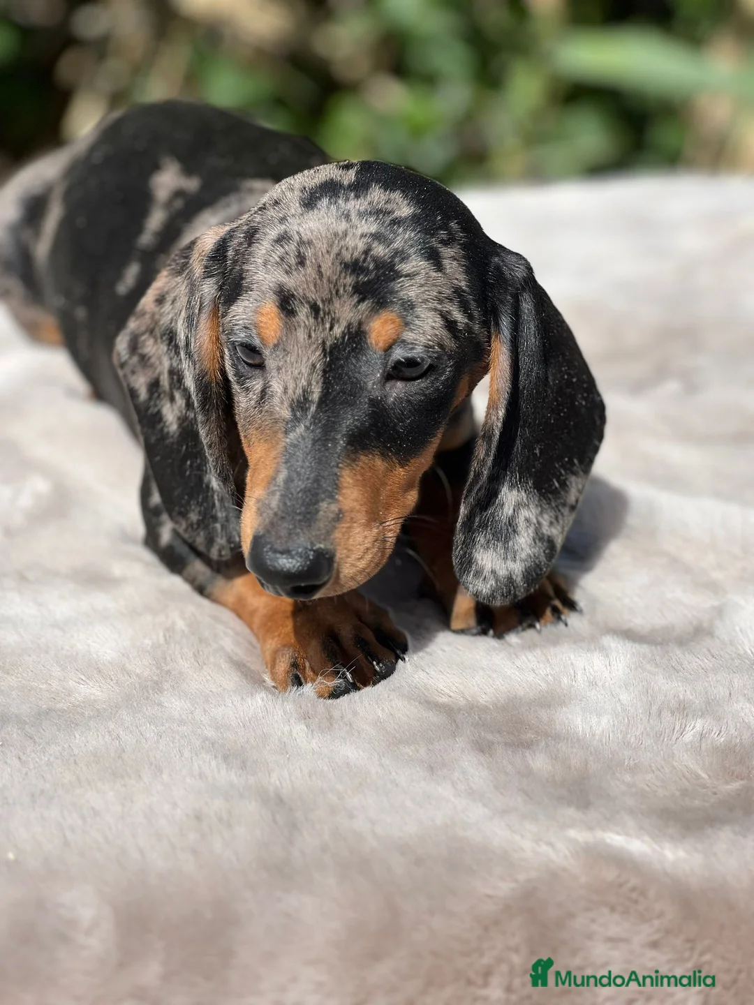 Teckel perros en venta: Teckel arlequin  - Anuncio 3