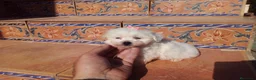 Bichón Maltés perros en venta: Espectaculares cachorritos de bichón maltés  - Anuncio 1