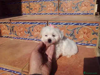 Bichón Maltés perros Espectaculares cachorritos de bichón maltés - Anuncio 1