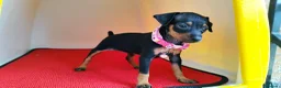 Pinscher Miniatura perros en venta: Pinscher puppy ( disponibles ) .  en Ciudad Real - Anuncio 5