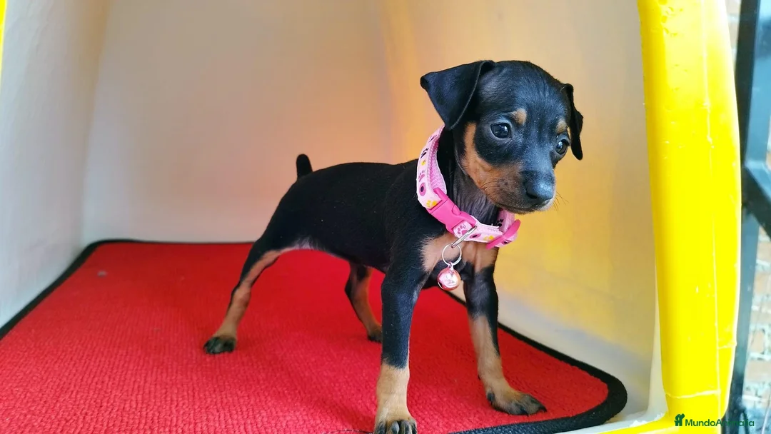 Pinscher Miniatura perros en venta: Pinscher puppy ( disponibles ) .  en Ciudad Real - Anuncio 5