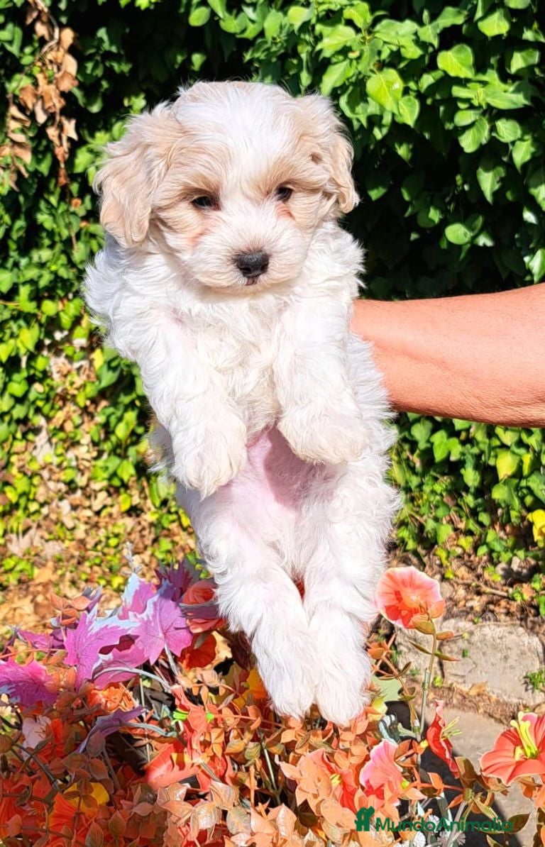 Maltipoo perros Maltipoos en Zaragoza  - Anuncio 2
