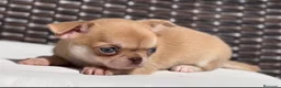 Chihuahua perros en venta: PRECIOSO CHIHUAHUA LÍNEA RUSA CABEZA DE MANZANA - Anuncio 4