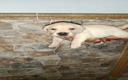 Labrador Retriever perros en venta: Labrador retriever  - Imagen 6