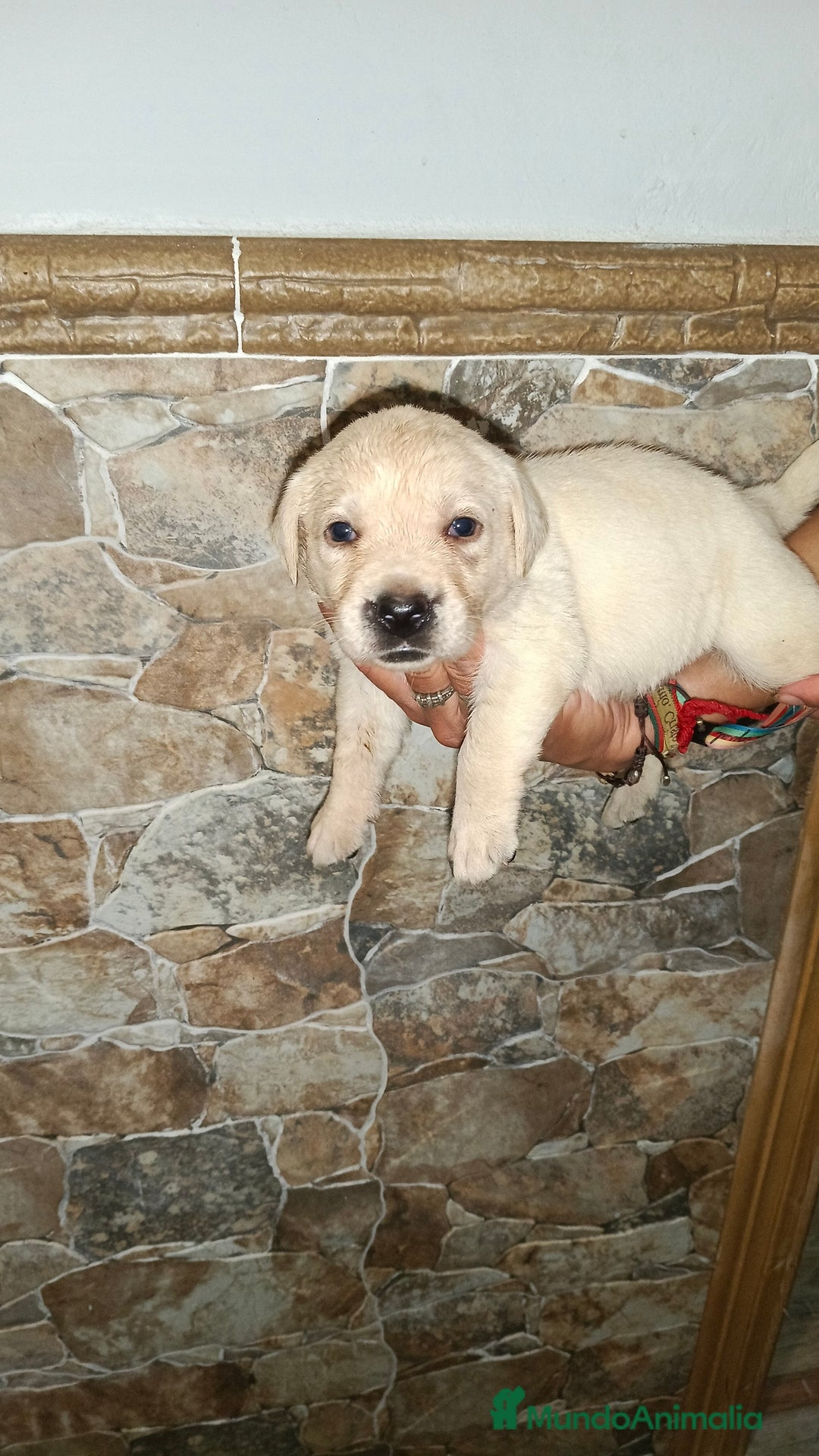 Labrador Retriever perros en venta: Labrador retriever  - Imagen 6