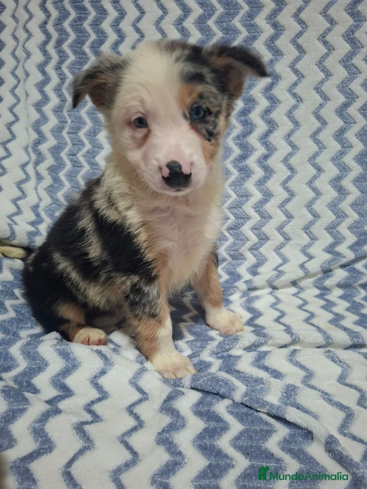 Border Collie perros Border Collie macho merle  - Anuncio 2