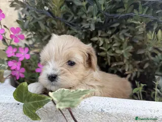 Maltipoo perros Maltipoo Hembra y macho mini toy - Anuncio 2