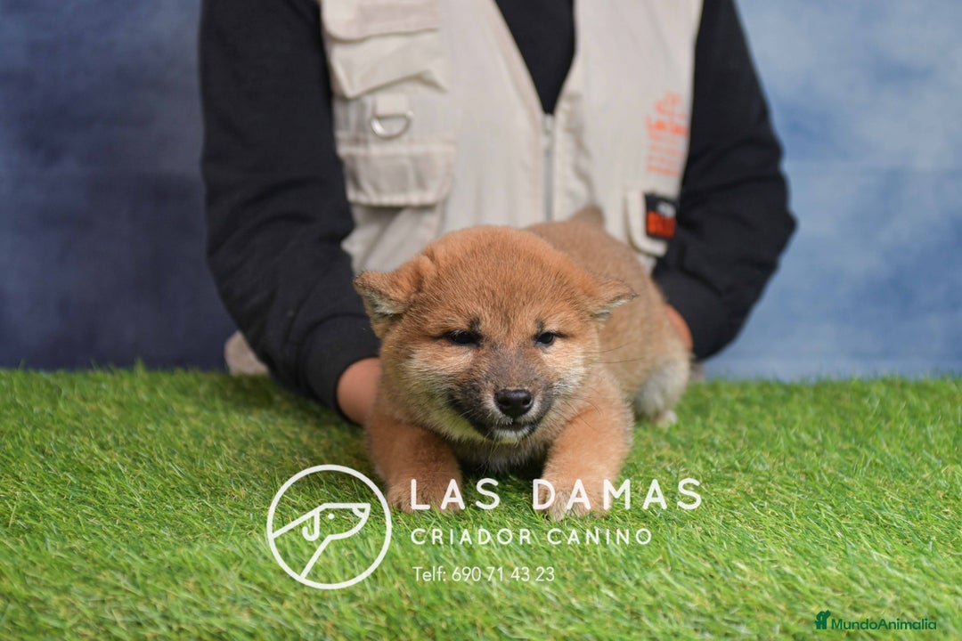 Shiba Inu perros en venta: SHIBA INU DISPONIBLES - Anuncio 3